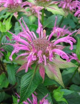 Monarda fistulosa