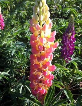 Lupinus polyphyllus Dwarf Minarette ('Minarette')