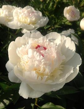 Paeonia 'Pecher'