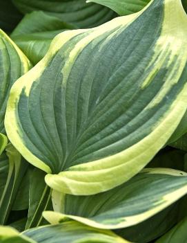 Hosta 'Fragrant Dream'