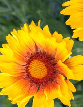 Gaillardia x grandiflora 'Sunset Sunrise' (PPAF, COPF)