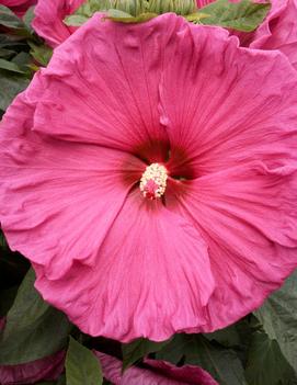 Hibiscus x 'Jazzberry Jam' (PPAF)