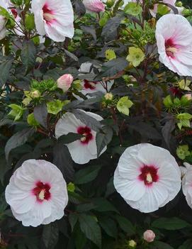 Hibiscus x 'Mocha Moon' (PPAF)