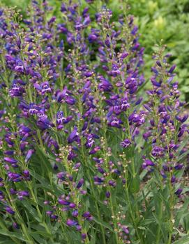 Penstemon schmidel 'Delft Blue Riding Hood' (PP23065)