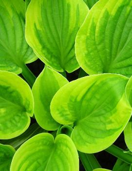 Hosta 'Abiqua Moonbeam'