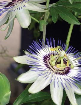 Passiflora caerulea