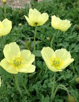 Papaver miyabeanum 'Pacino'