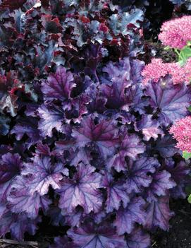 Heuchera x FOREVER® Purple ('TNHEUFP') (PP26358, COPF)