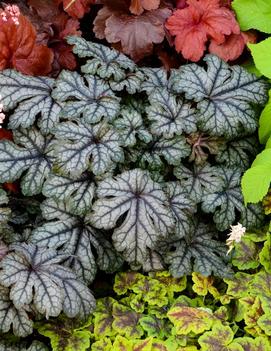 Heucherella x 'Galactica' (PPAF)