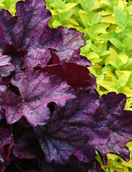 Heuchera x 'Plum Royale' (PP20935, COPF)