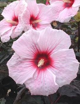 Hibiscus x 'Kopper King' (PP10793)