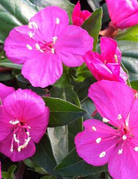 Oenothera kunthiana 'Glowing Magenta'