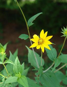 Helianthus divaricatus