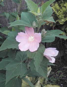 Hibiscus moscheutos