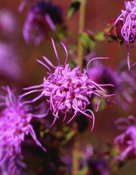 Liatris aspera