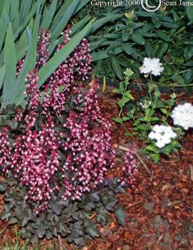 Heuchera x 'Petite Pearl Fairy' (PP11058)