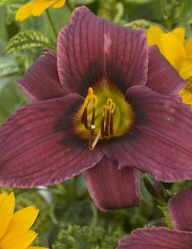 Hemerocallis 'Grape Magic'