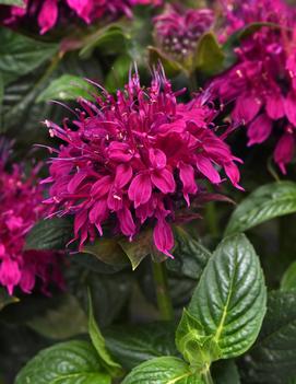 Monarda didyma Balmy™ Rose ('Balbalmose') (PPAF)