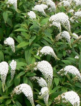 Lysimachia clethroides