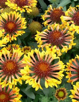 Gaillardia x grandiflora 'Fanfare' (PP15892)