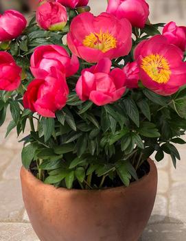 Paeonia Patio 'Oslo'