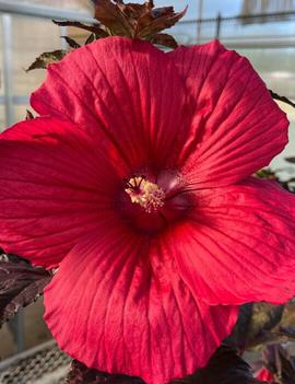 Hibiscus x 'Moonshadow™ Carmine'