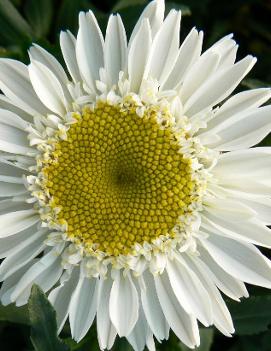 Leucanthemum x superbum 'Sunny Side Up' (PP12837 COPF)