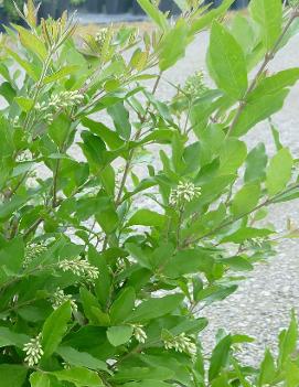 Ligustrum obtusifolium 'Regelianum'