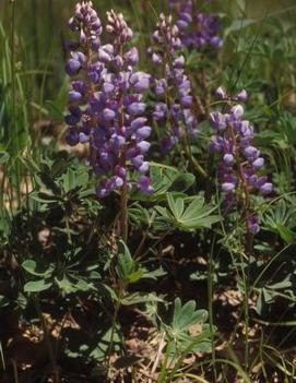 Lupinus perennis