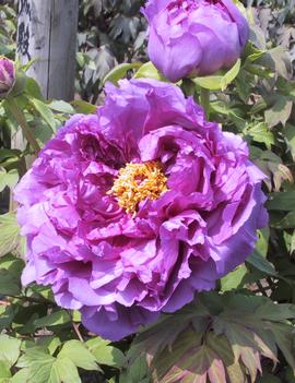 Paeonia suffruticosa 'Purple'