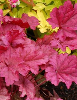 Heuchera x 'Berry Smoothie' (PP21871, COPF)