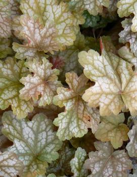 Heuchera x 'Ginger Ale' (PP18173, COPF)