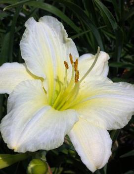 Hemerocallis 'Joan Senior'