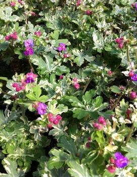 Geranium macrorrhizum 'Variegatum'