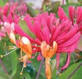 Lonicera x heckrotti 'Goldflame'