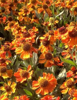 Helenium x Mardi Gras ('Helbro') (PP15124, COPF)