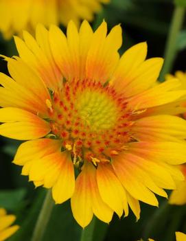 Gaillardia x grandiflora Mesa™ Peach ('Peach')