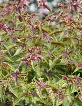 Filipendula x 'Red Umbrellas'