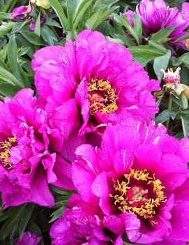 Paeonia itoh 'Morning Lilac'