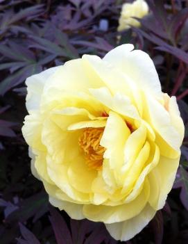 Paeonia suffruticosa Golden Bird ('Kinshi')