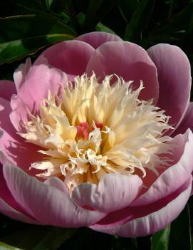 Paeonia 'Bowl of Beauty'