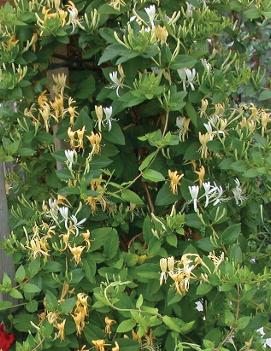 Lonicera japonica 'Halliana'