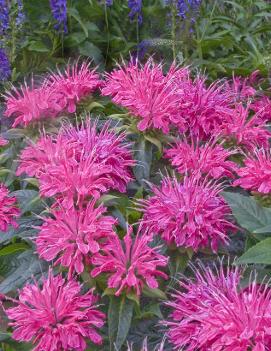 Monarda didyma 'Pardon My Pink' (PP24244, CPBR5100)