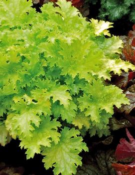 Heuchera x 'Pear Crisp' (PP23568, COPF)