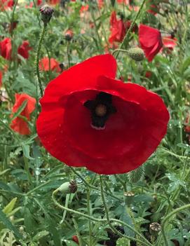 Papaver rhoeas