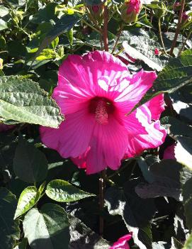 Hibiscus x 'Sweet Caroline' (PP7608)