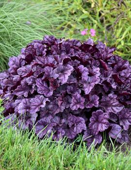 Heuchera x 'Wildberry' (USPPAF 31,222, Can PBRAF)