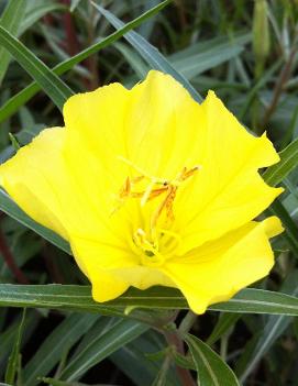 Oenothera macrocarpa ssp. fremontii 'Silver Wings'