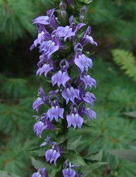 Lobelia siphilitica