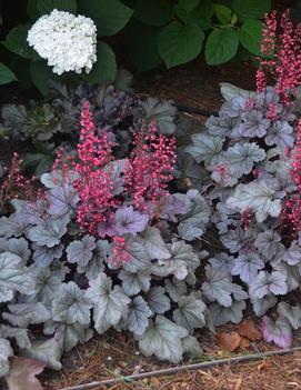 Heuchera x 'Silver Gumdrop' (PPAF, CPBRAF)